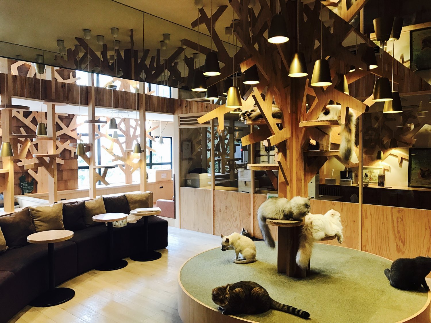 😻 고양이 카페 모카 라ウンジ 이케부쿠로 동쪽 출구점 (네코 카페 모카 라운지 이케부쿠로 히가시구치텐) 이미지 3